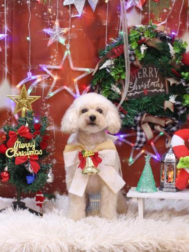 20231212リコちゃん